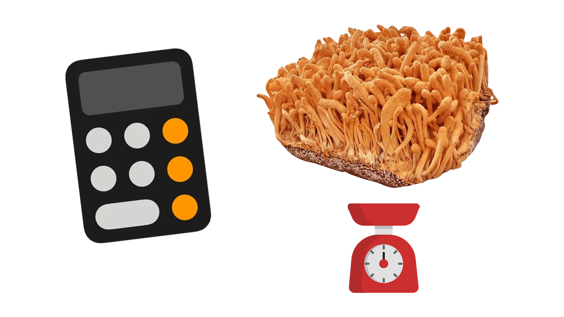 Cordyceps dosage per day: how much to take? Recommended daily dose & calculator